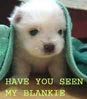 Cute Puppy
