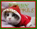 Merry Christmas!