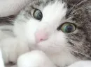 Cute cat