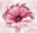 friends are the flowers of life