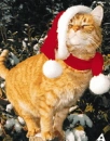 Christmas cat