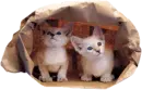 Kittens