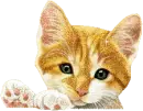Kittens