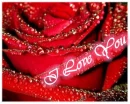 Water Drop rose