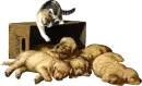 Dogs and cat