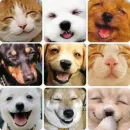 happy pets