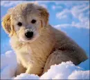 cute snow puppy