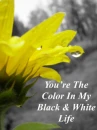 black and white sunflower
