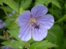 forget me not