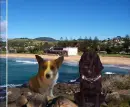 Dogs