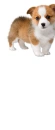 CORGI