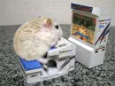 game ham<3