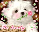 cute lovely puppy