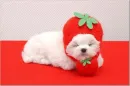kawaii puppy