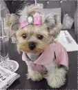 lovely yorkie