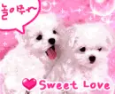 sweet puppy love
