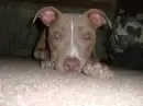 pittbull puppy dog