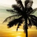 Palm Trees