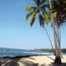 Palm Trees