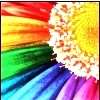 rainbow sunflower