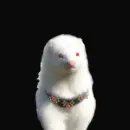Ferret...Can Bite