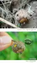 cute acorn