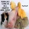 Families
