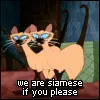 We Are Siamese If You Please