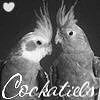 Cockatieals
