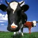 Cows Up Close