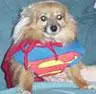 supper dog to the rescue!!!!