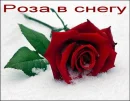 Russia, Rose in the snow