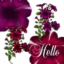 Hello