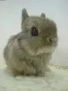 Cute Rabbit