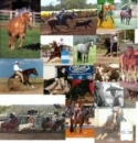 AQHA