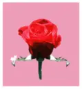 love rose