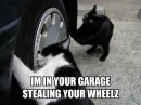 omg cats!