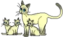 family of siamese