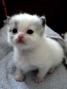 Little