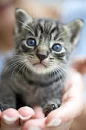 kitten on hand