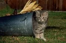 cat and bucket
