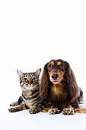 cat and dog