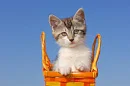kitten in basket