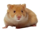 hamster