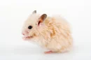 hamster