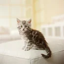 cute stuck kitty
