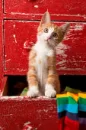 kitten in drawer