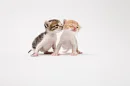awww! kiss!