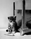 cute kitten
