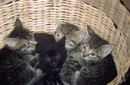 kittens
